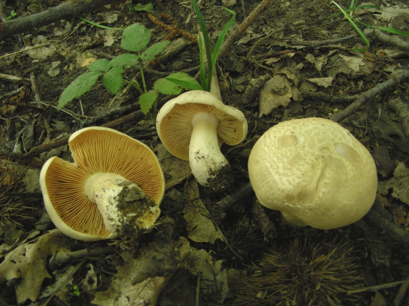 Un polentone in castagneto